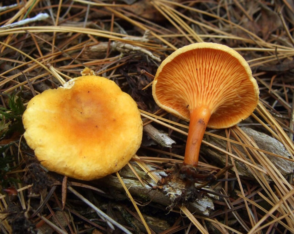 Лисичка желтая (Cantharellus cibarius)