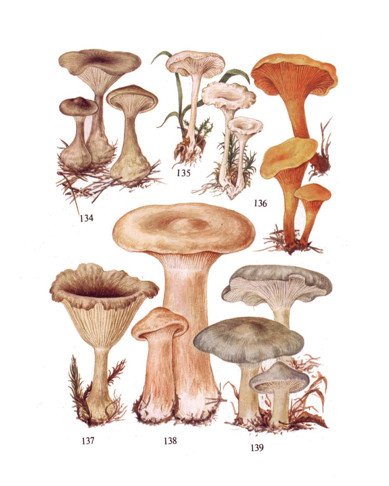 Чёрные лисички грибы