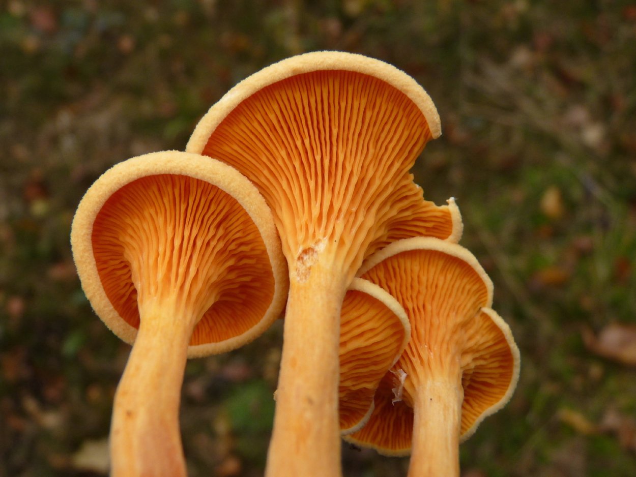 Омфалот маслиновый