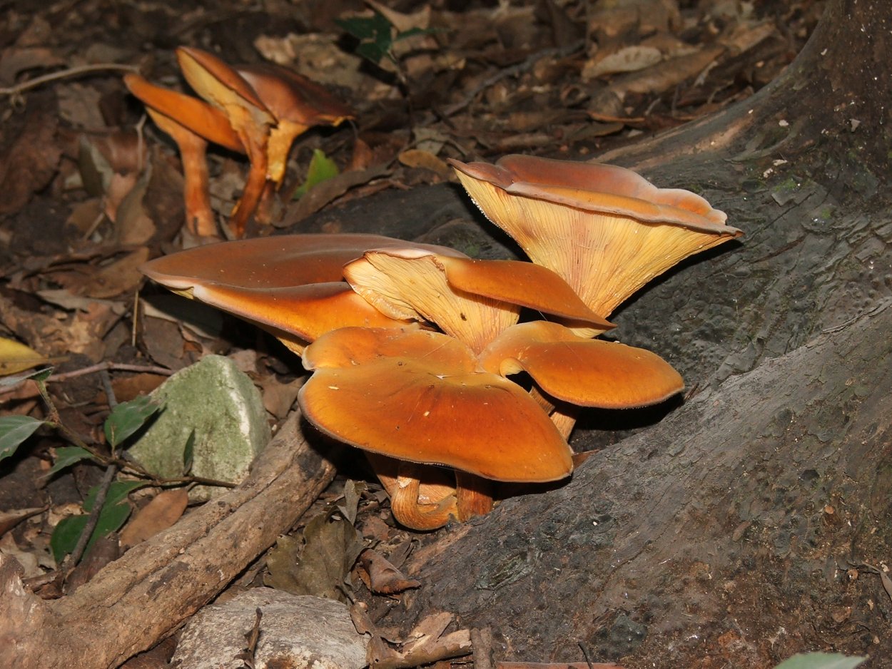 Лисичка ложная Hygrophoropsis aurantiaca
