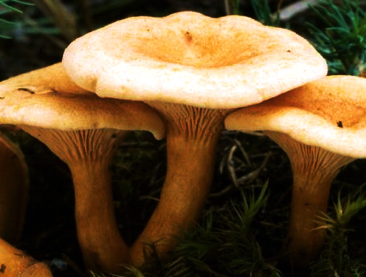 Лисичка ложная Hygrophoropsis aurantiaca