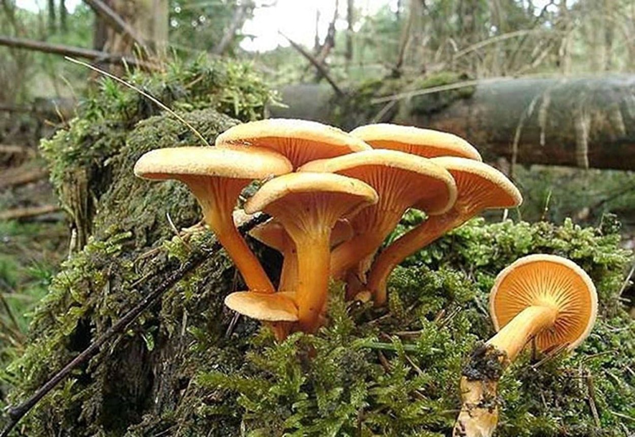 Ложная Лисичка гриб