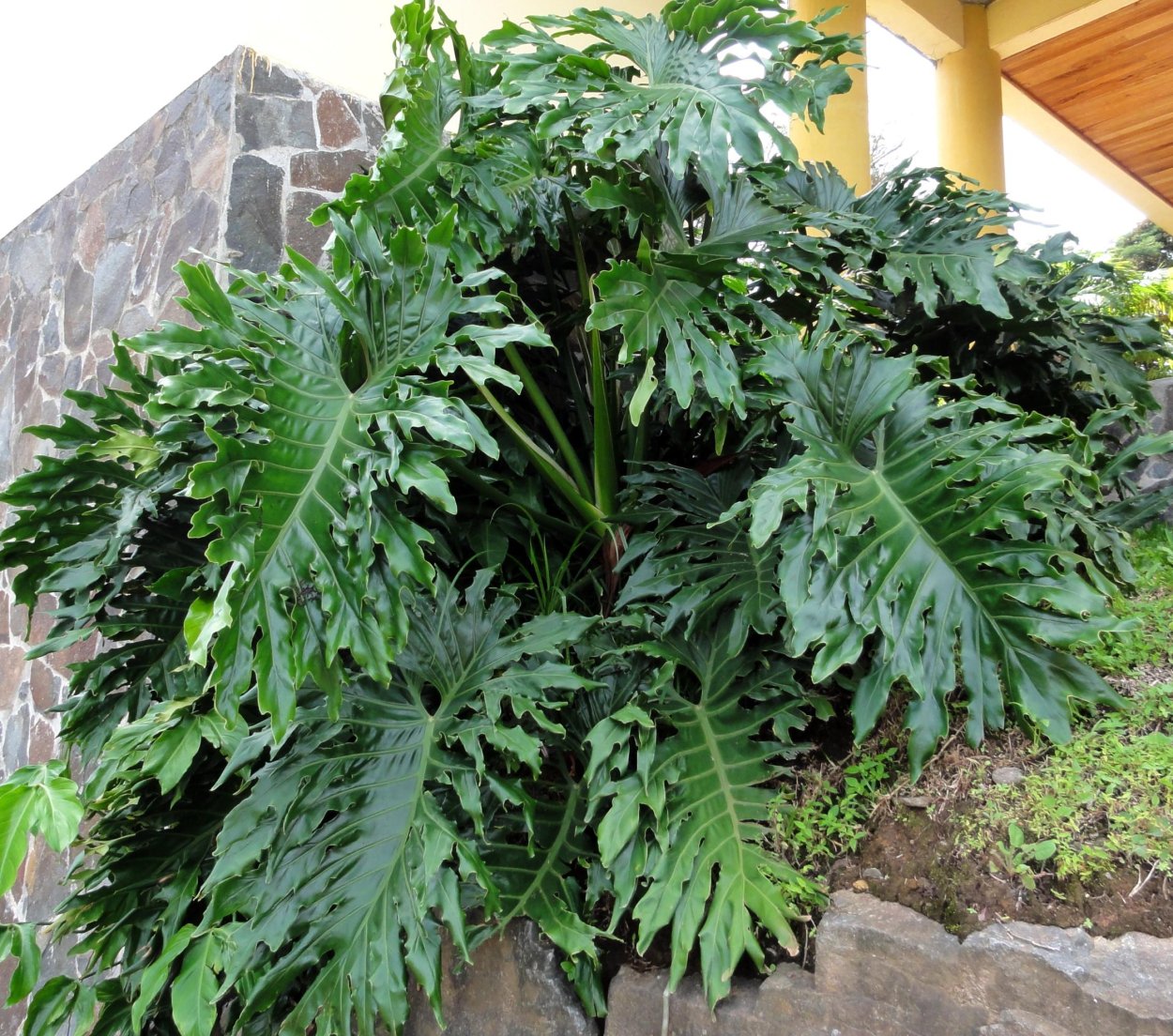 Филодендрон Селло мексиканский змей