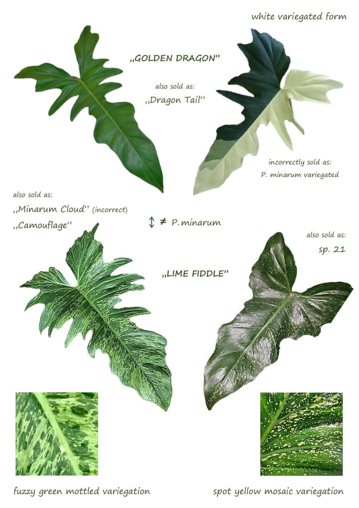 Филодендрон фидл