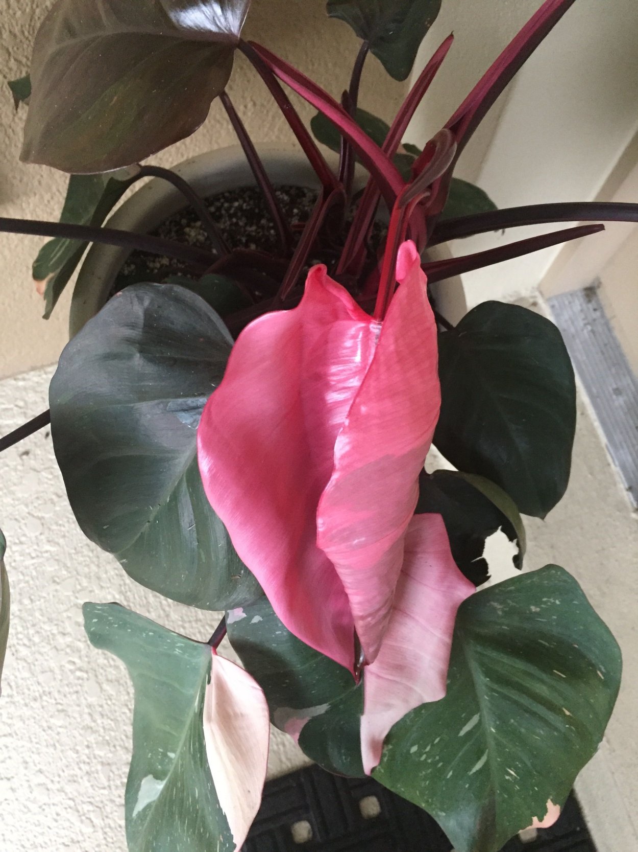 Филодендрон Пинк Квин