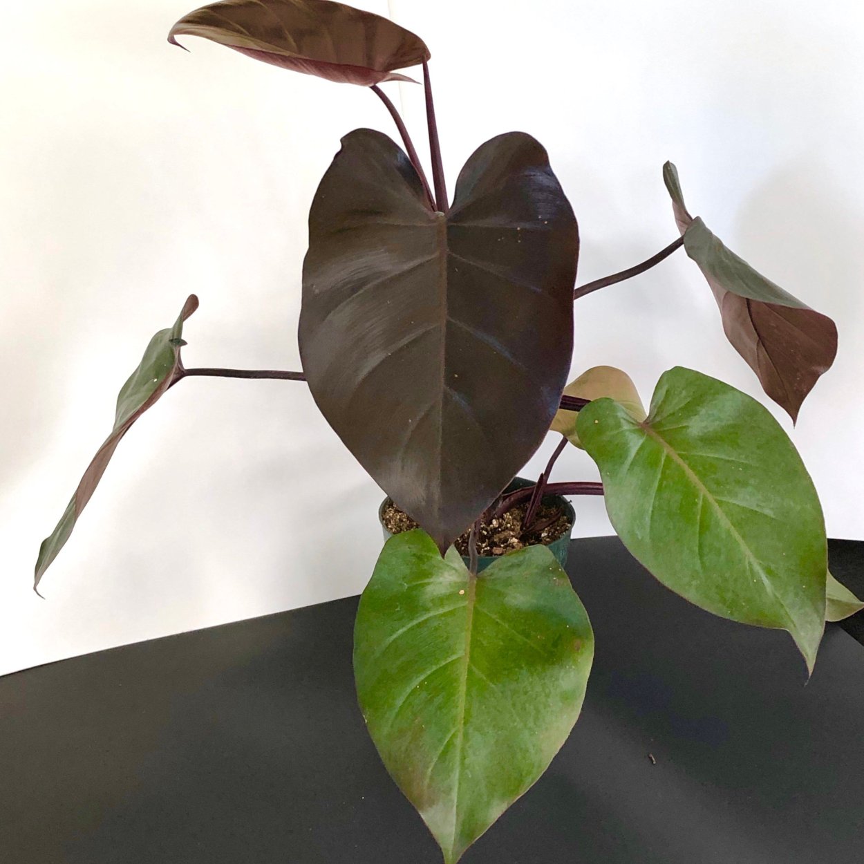 Филодендрон Роял куин