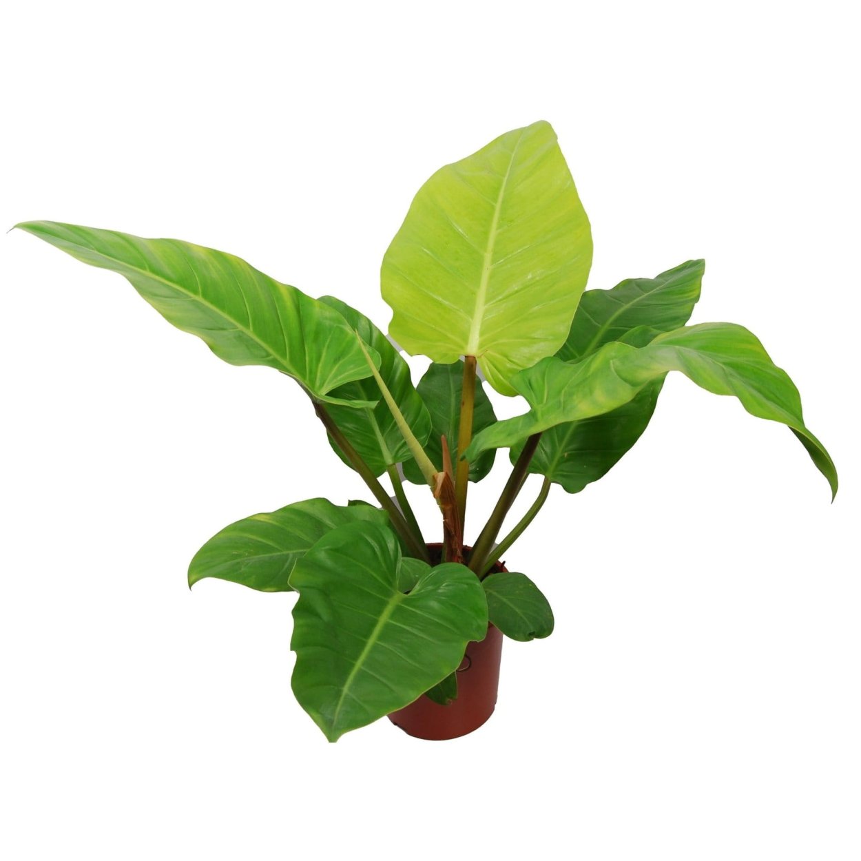 Филодендрон хедерацеум