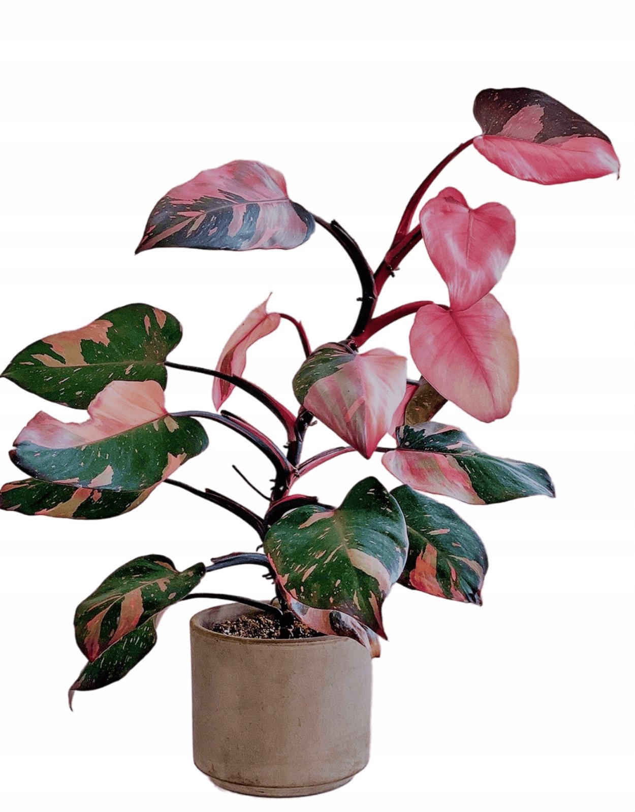 Филодендрон Пинк Квин