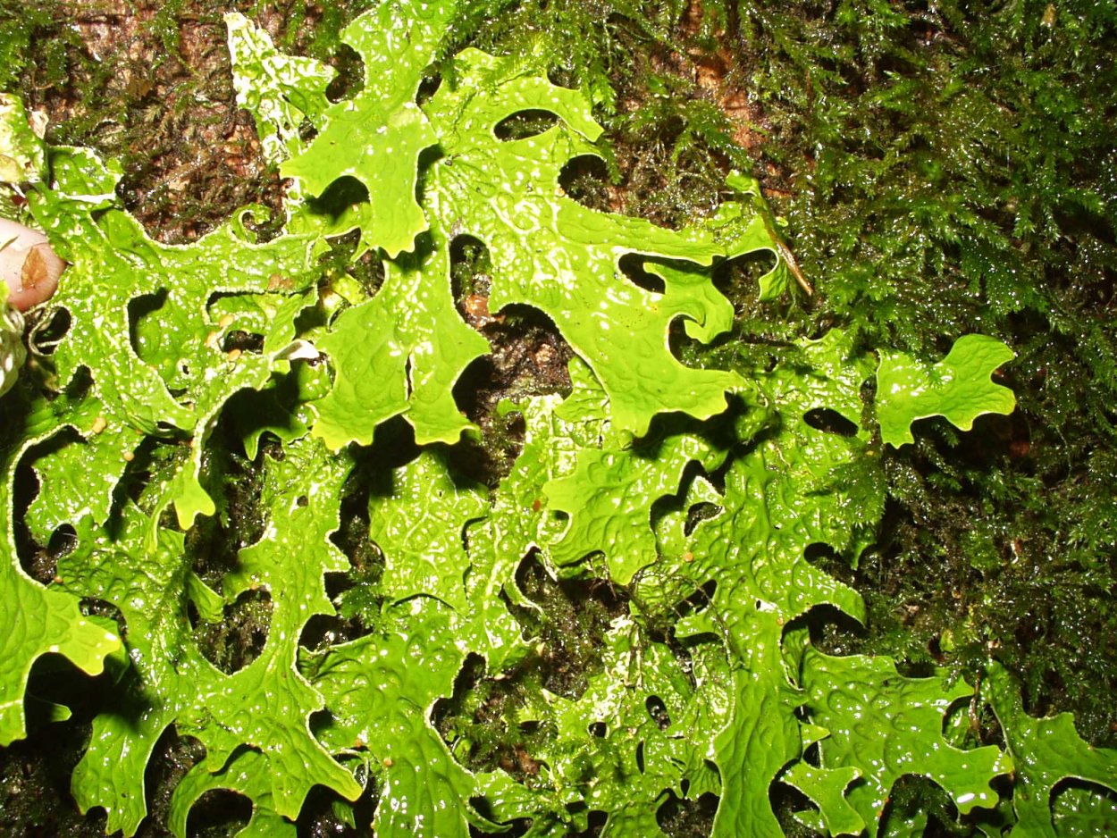 Лобария легочная Lobaria Pulmonaria