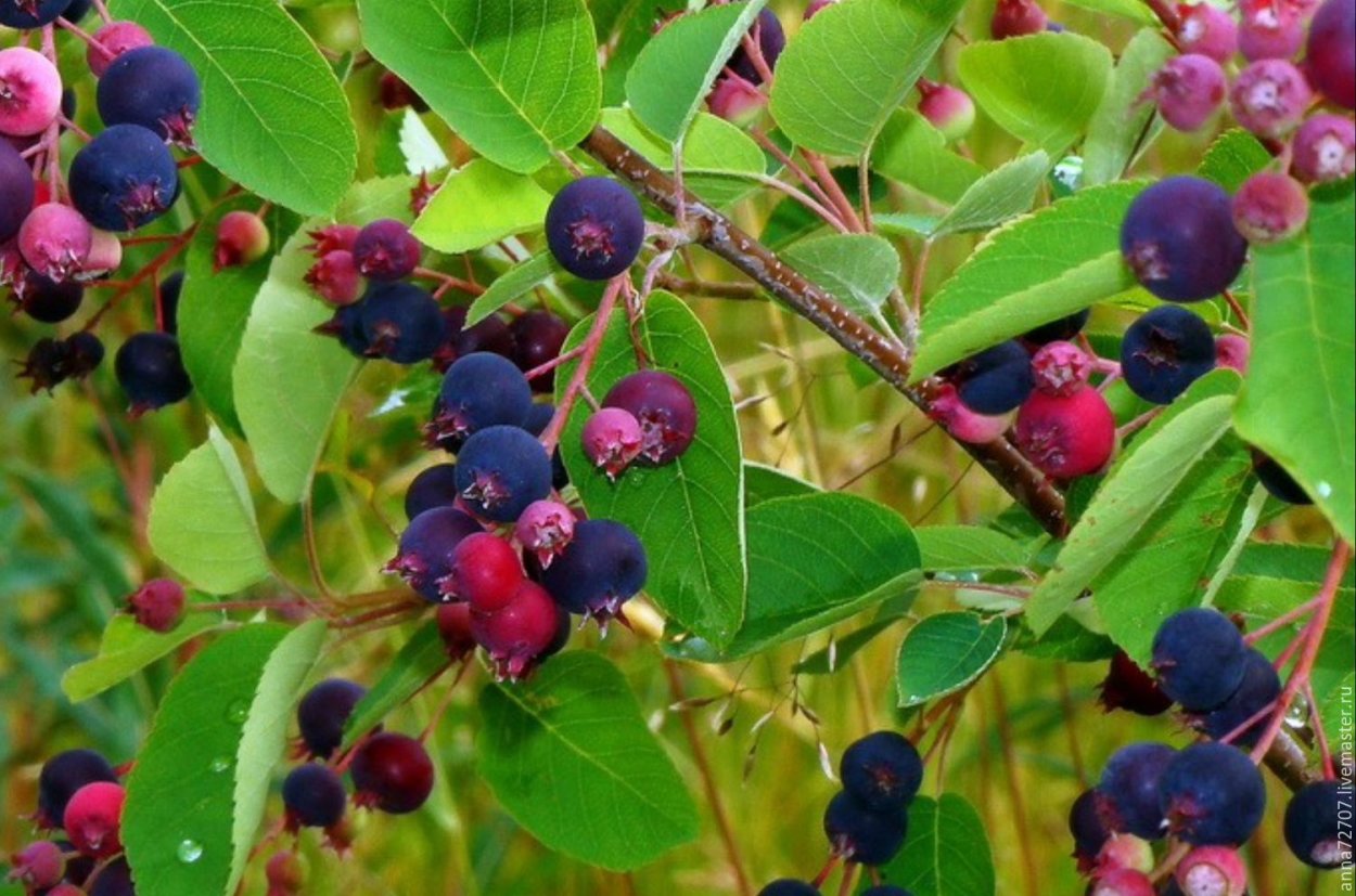 Ягода ирга и Юрга