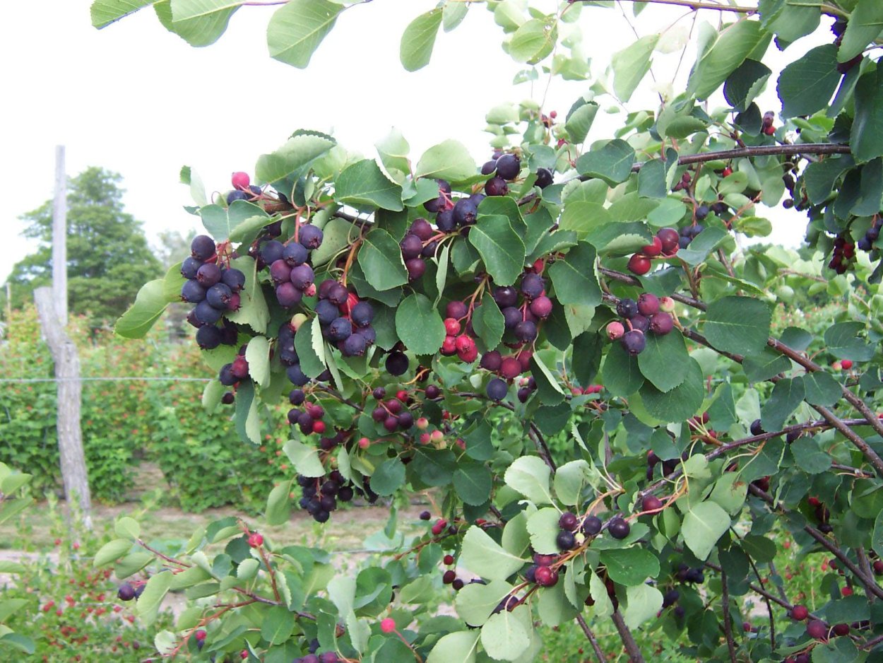 Ирга Пембина