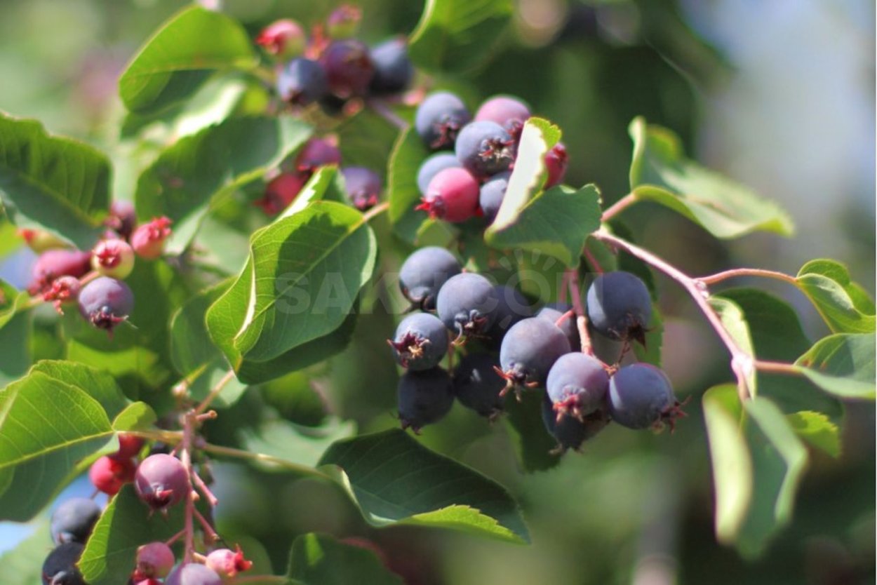 Ирга ольхолистная Amelanchier alnifolia