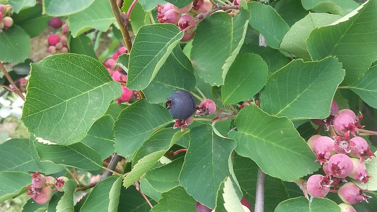 Ирга ягода фиолетовая