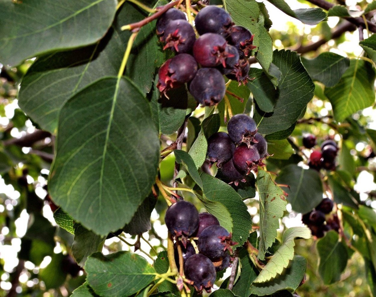 Ирга ягода дерево