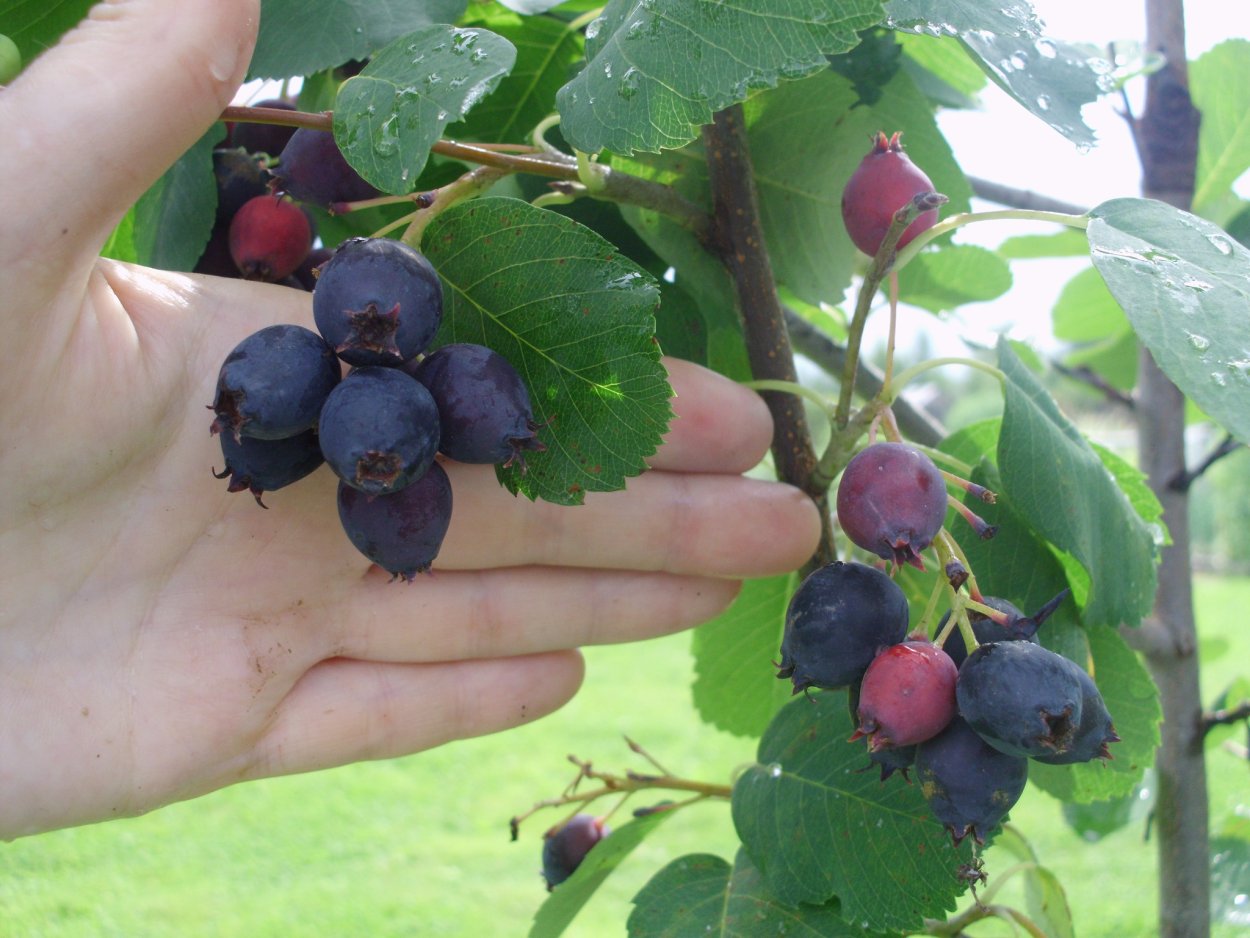 Ирга канадская «Слейт»