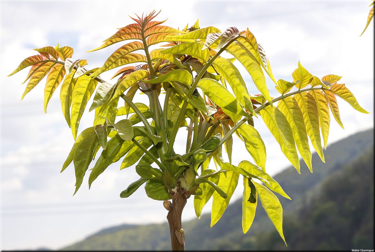 Ailanthus altissima Айлант высочайший