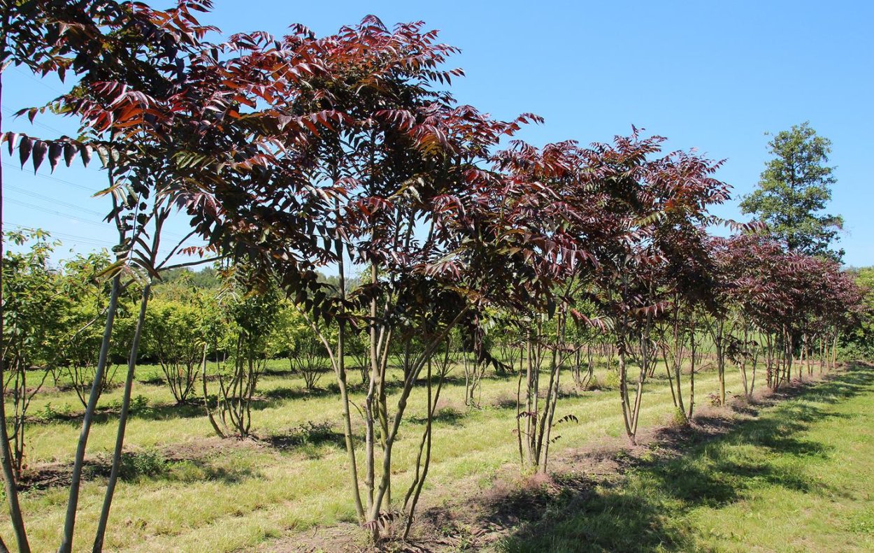 Айлант altissima