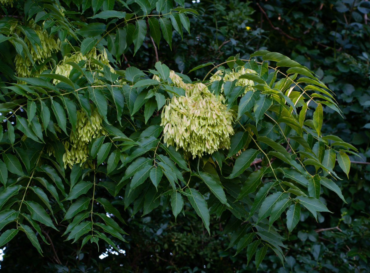 Ailanthus glandulosa