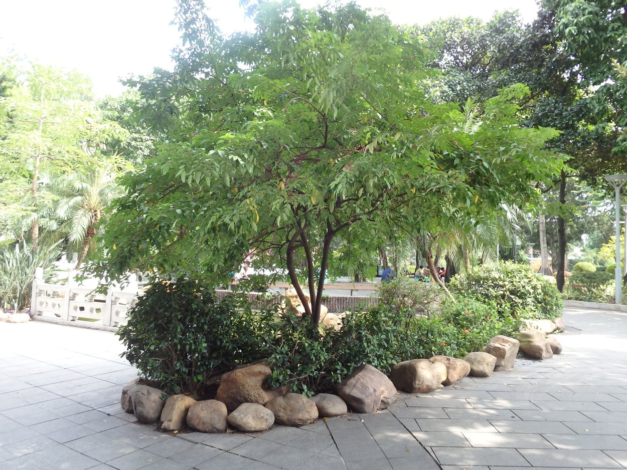 Акация ленкоранская дерево