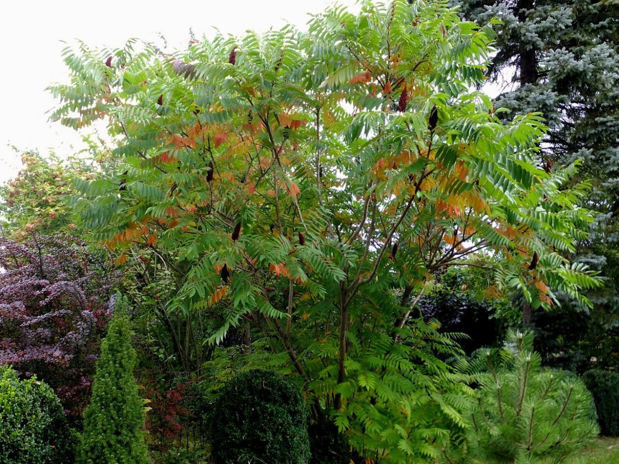 Сумах почему оболочка плотная