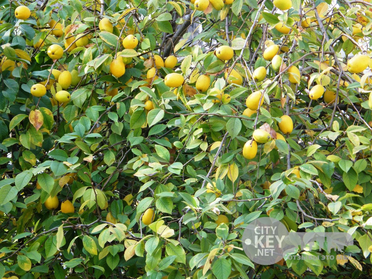 Абрикос сорт Водолей