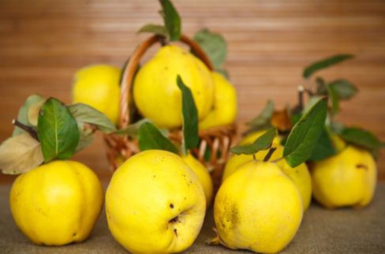 Айва Азербайджанская