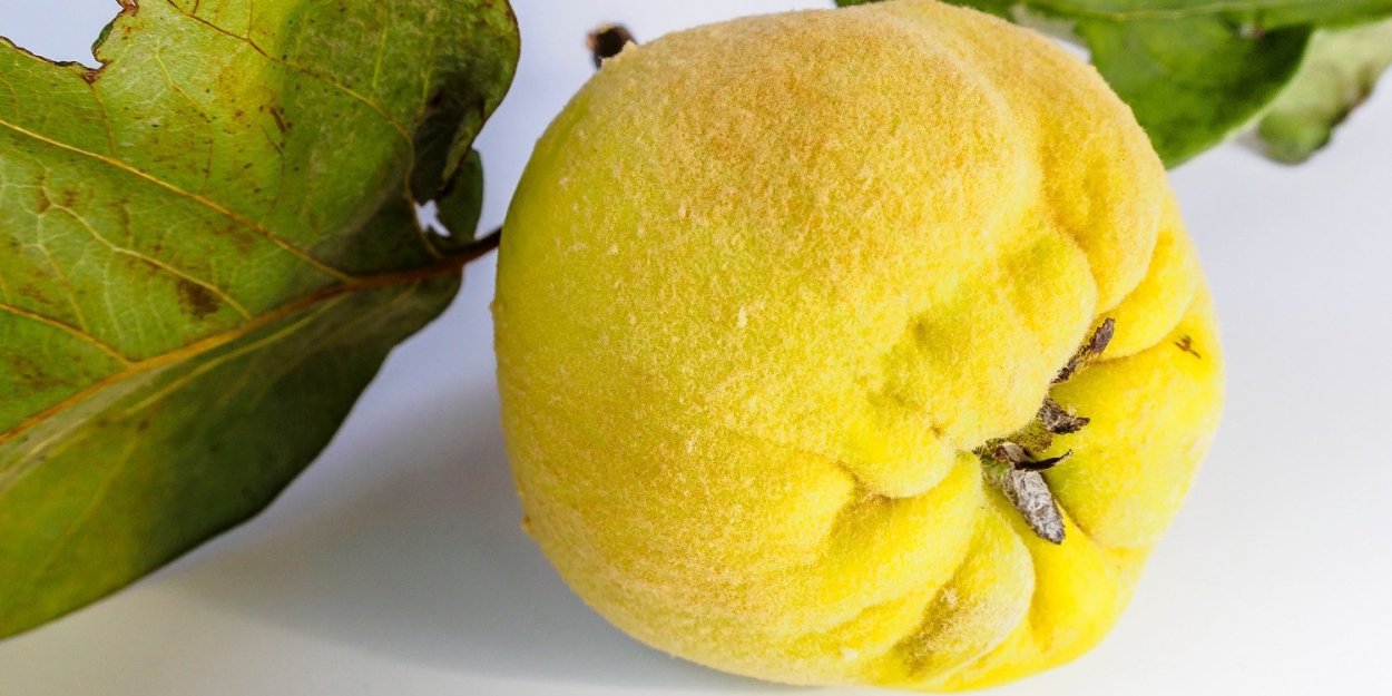 Айва Азербайджанская