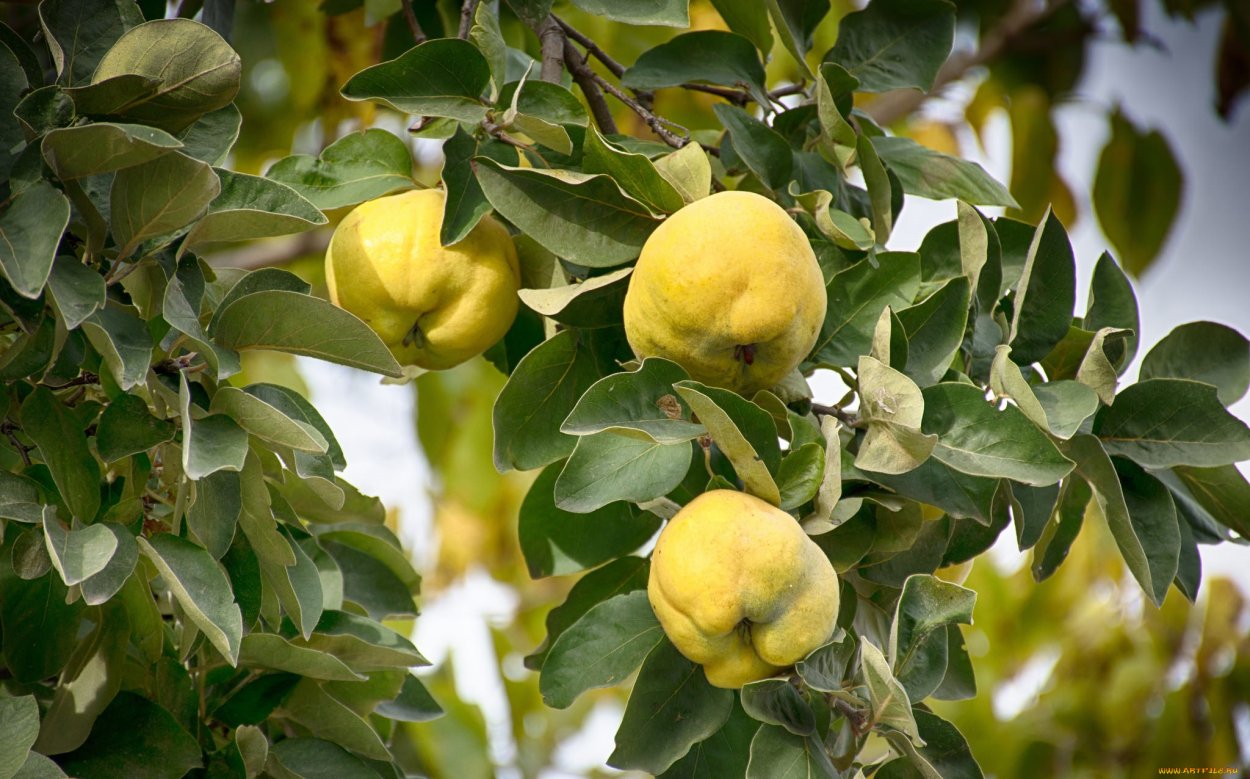 Айва японская с плодами дерево