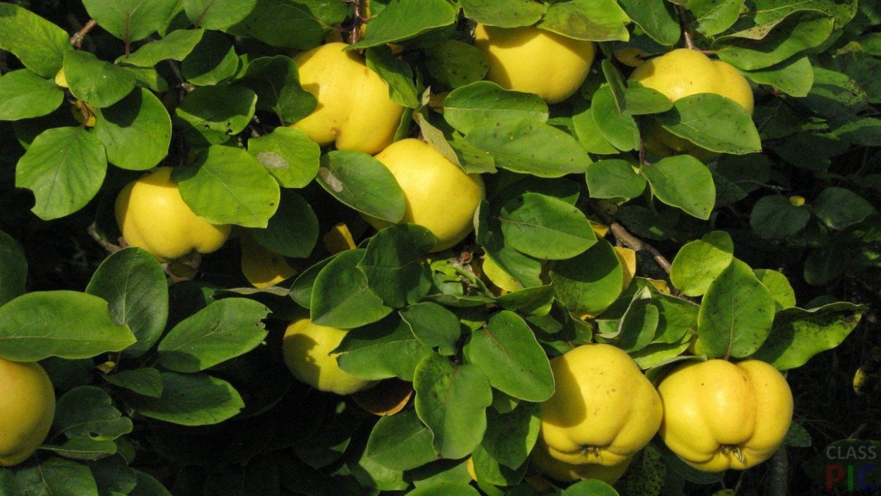 Хеномелес Маулея