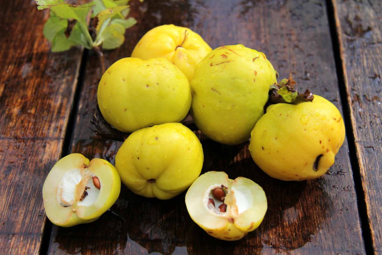 Айва узбекская