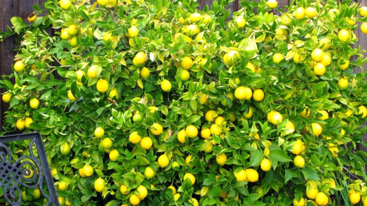 Лимонник кустовой