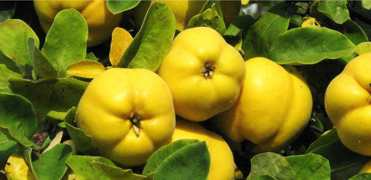 Хеномелес плоды в разрезе