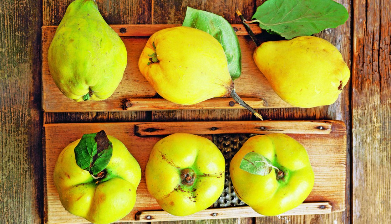 Айва Крымская