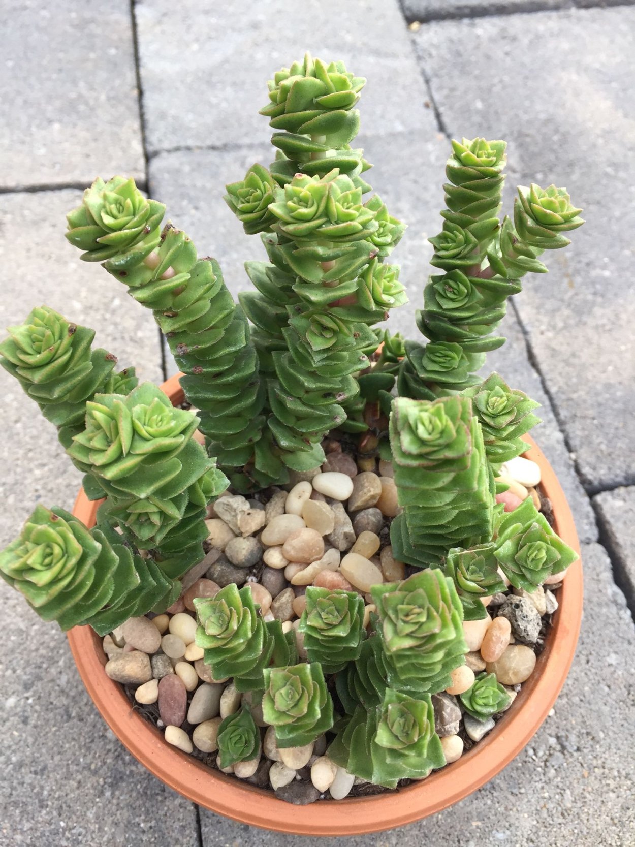 Суккулент Крассула марнириана