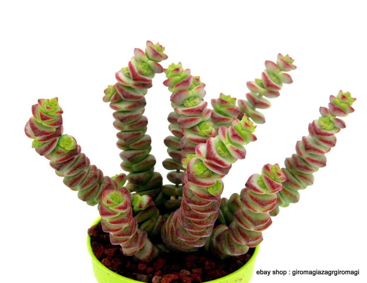 Crassula marnieriana