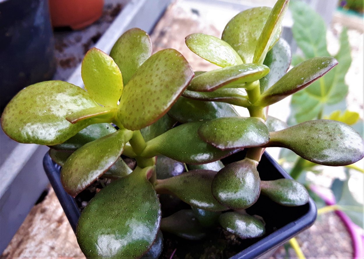 Крассула Эрнеста Crassula ernestii