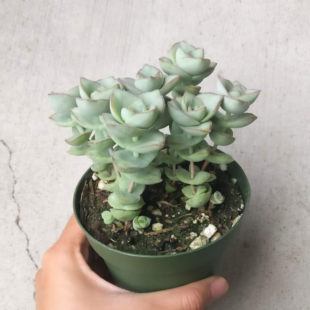 Crassula Ivory Towers