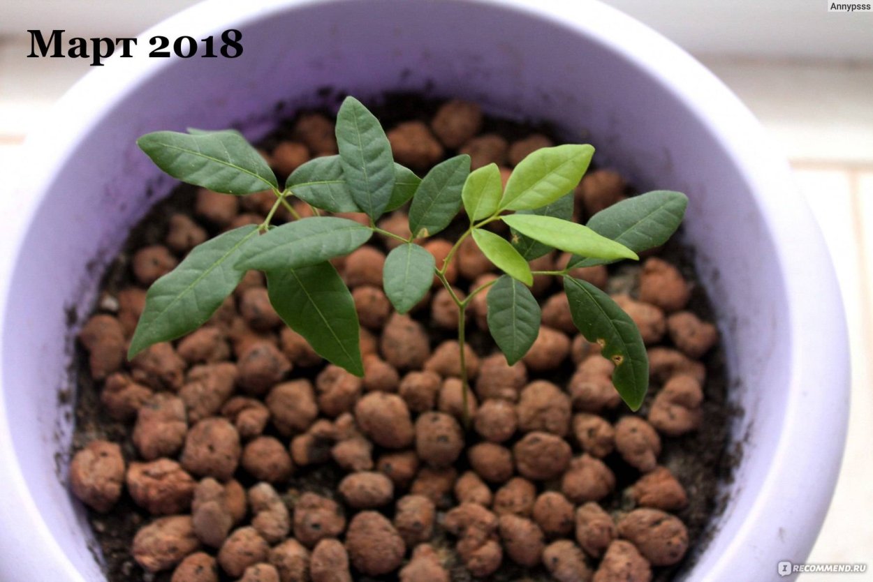 Личи Эстетика