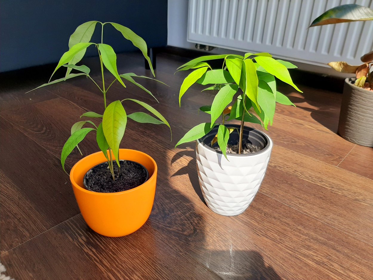 Прорастить личи