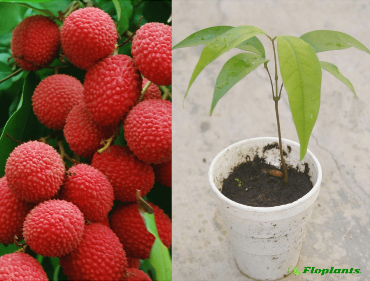 Личи растение