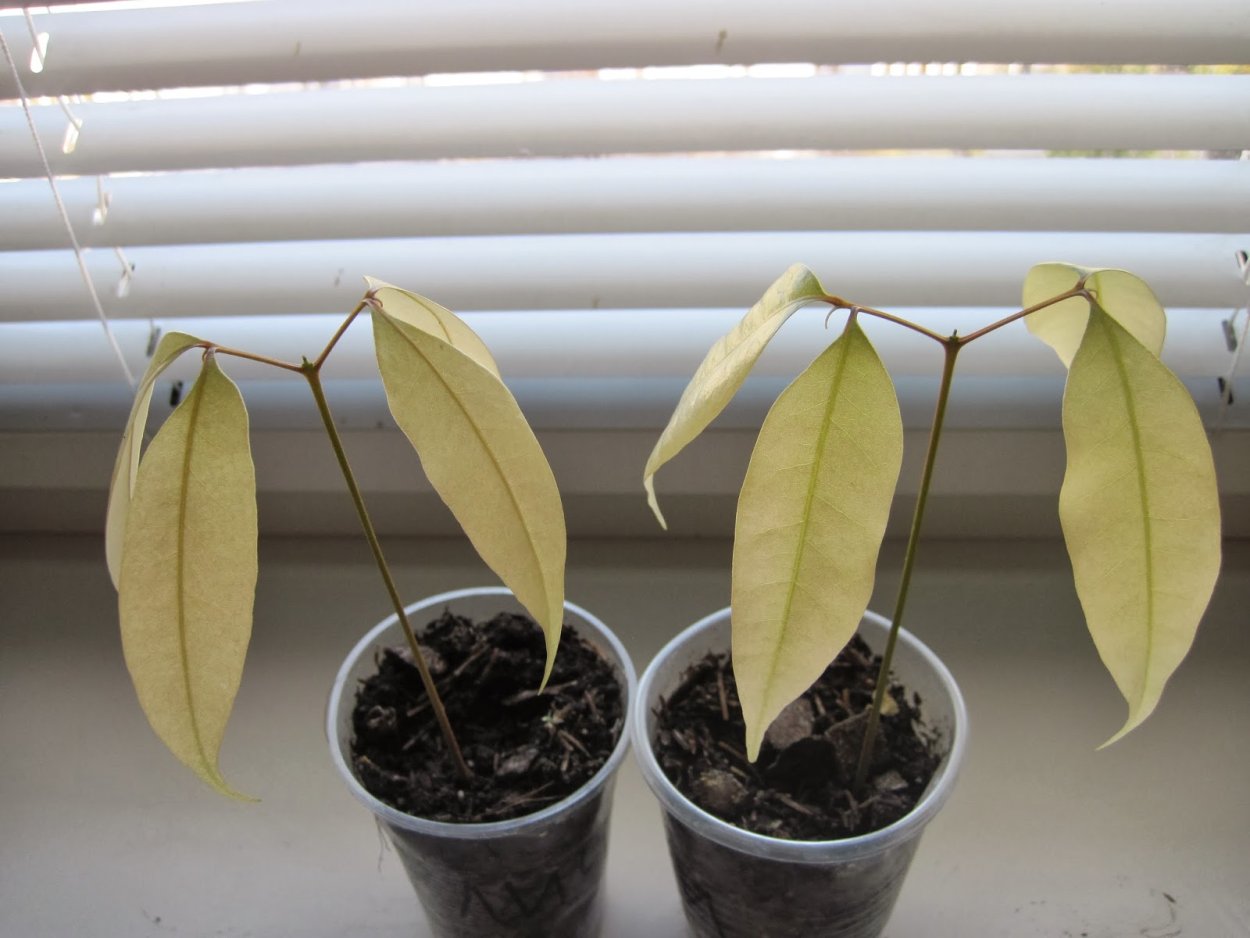 Авокадо дерево