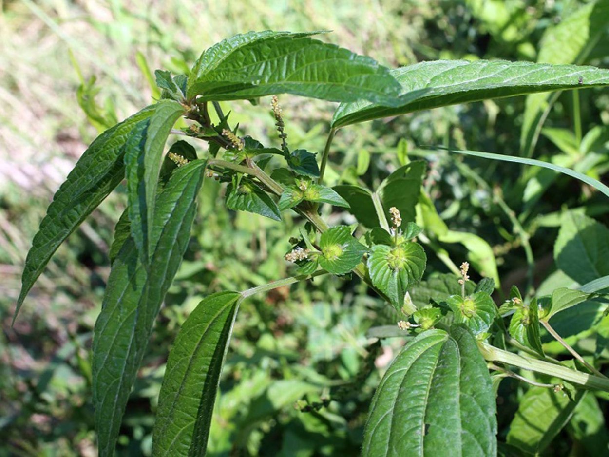 Акалифа Южная
