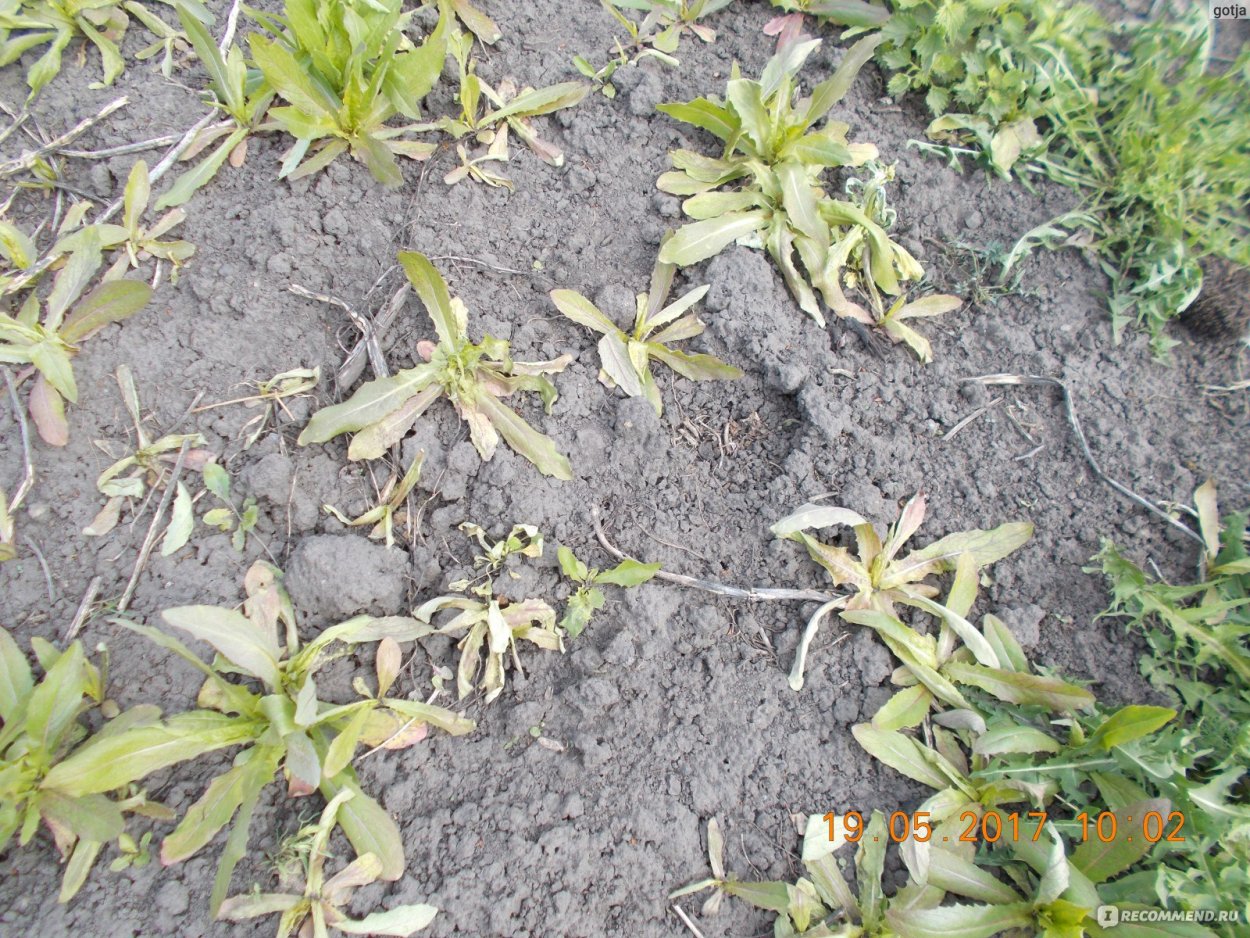 Дагестанская трава сорняк