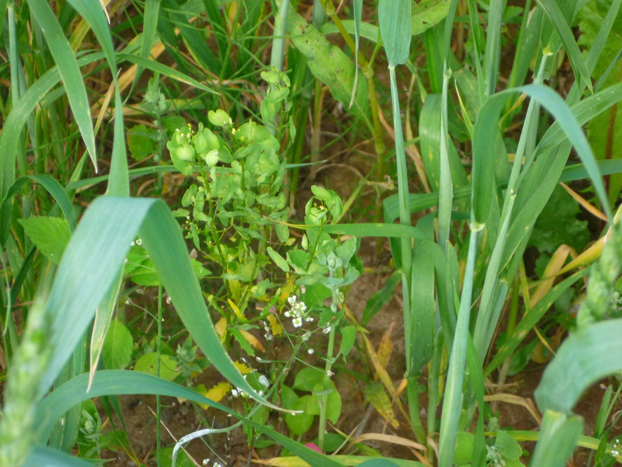 Осот . Пырей . Лебеда