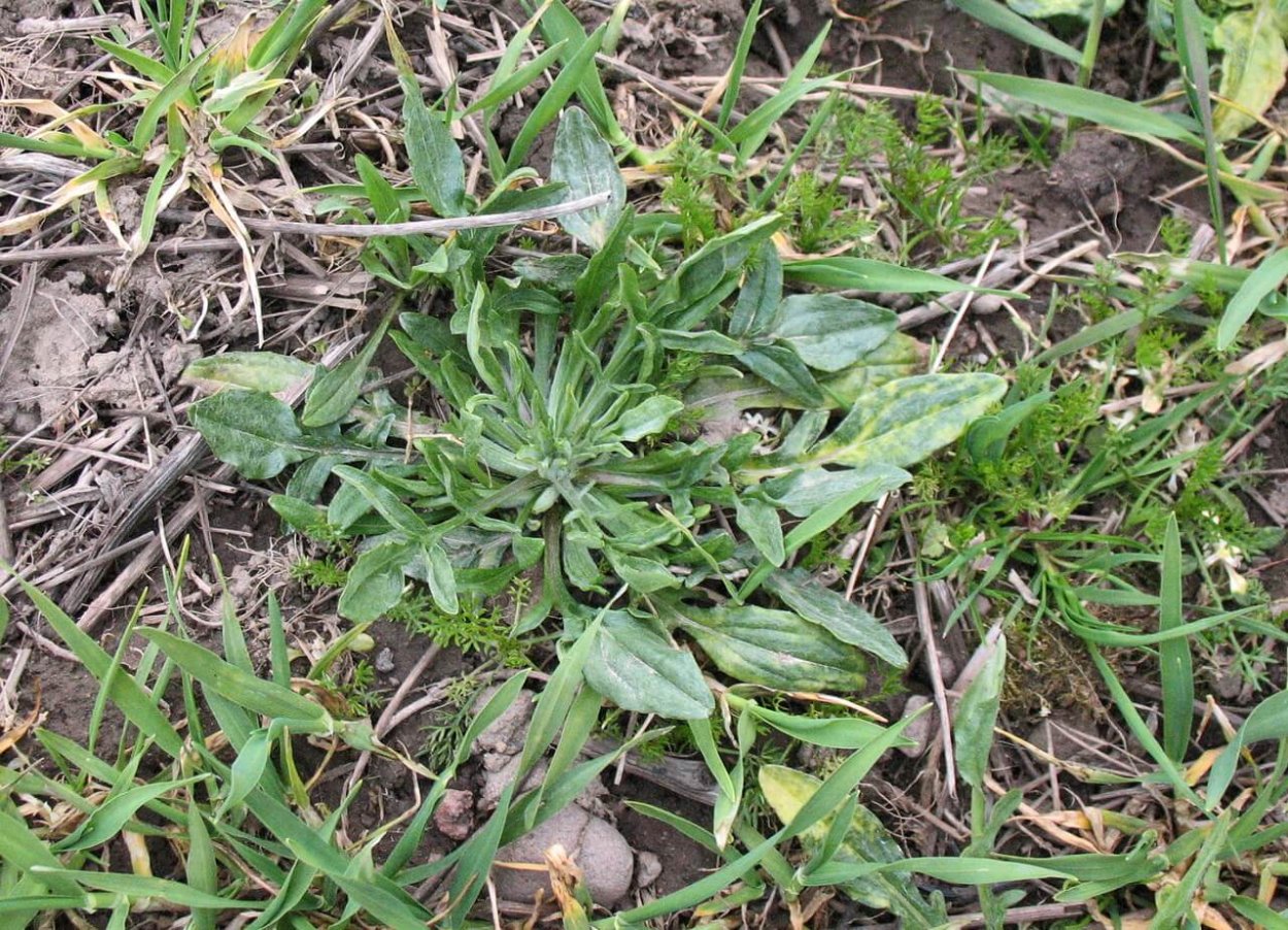 Паслен колючий карантинный сорняк