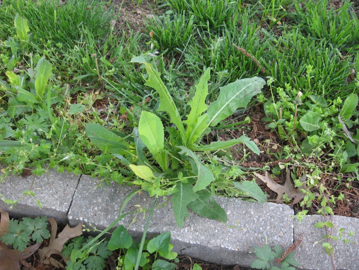 Пырей ползучий газон