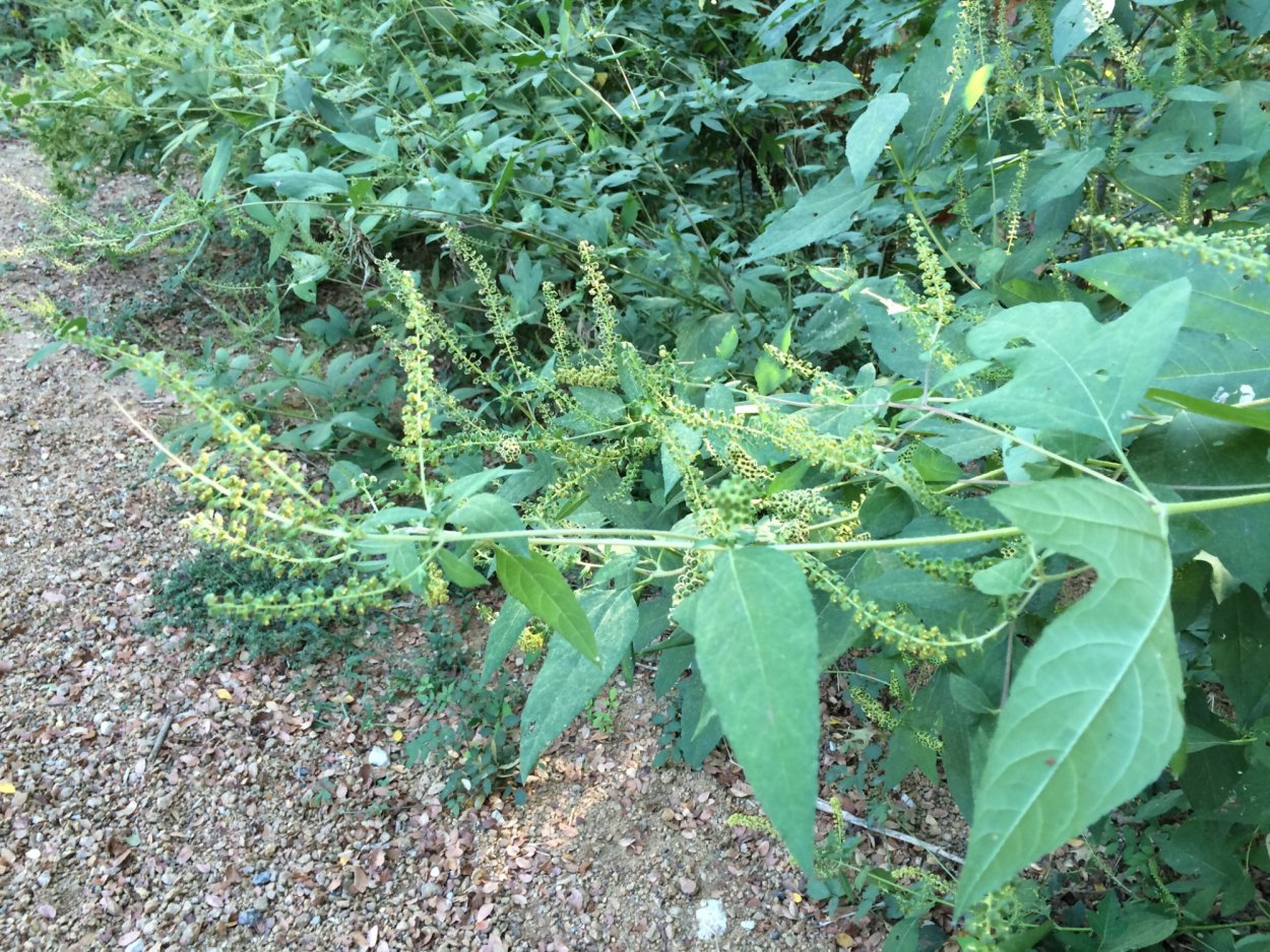 Амброзия трёхраздельная