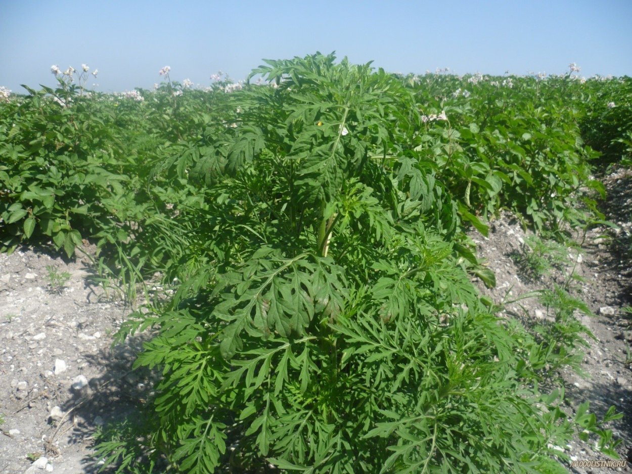 Сорняки в огороде амброзия