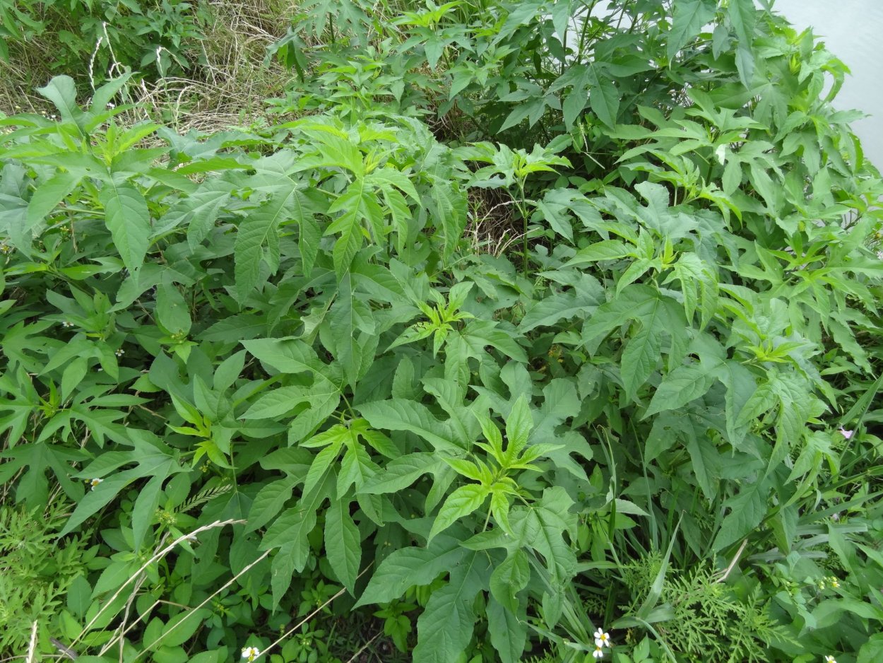 Амброзия сорняк