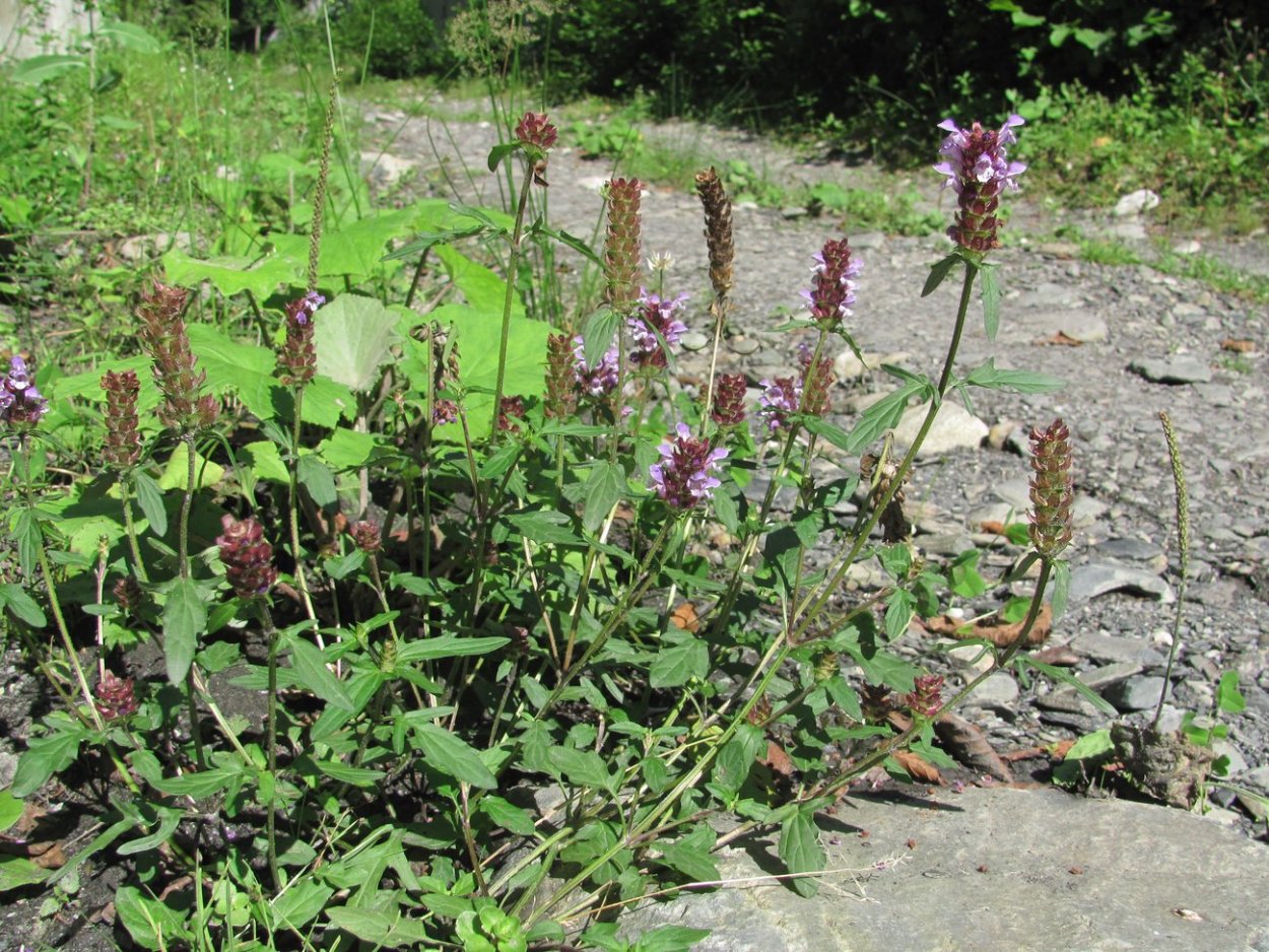 Амброзия полыннолистная лист